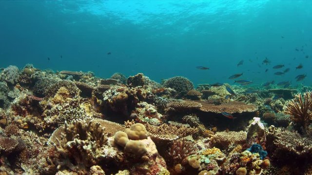 Colorful coral reef with plenty fish. 4k footage