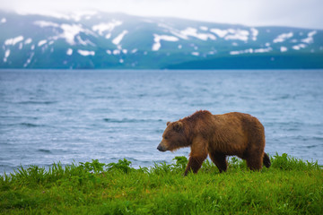 Lonely Bear