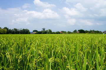 Thai agriculture