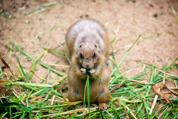 Close up portrait of prairie dog eating grass.