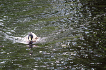 Fototapeta premium Duck in water