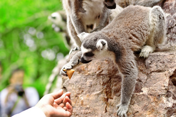 Little lemur sitting on a rock and takes carrots from tourist hands in the Shanghai Zoo.