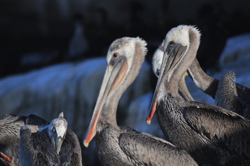 Pelicans