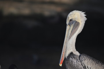 Pelican profile