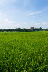 Fototapeta premium Thai agriculture