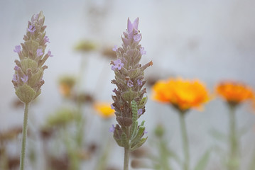 Lavender in the morning