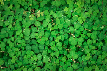 tiny green leaves background.