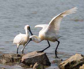 Black-faced Spoonbill in waterland.