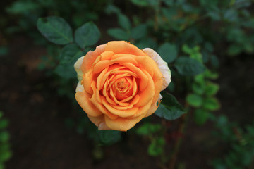 rose