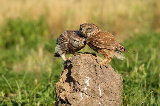 The little owl (Athene noctua) chicken feed on a stone in Hungarian puszta