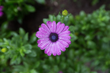Violet daisy