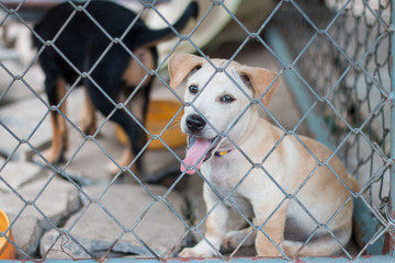 Puppy locked in the cage waiting for adoption.