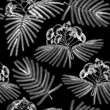 Seamless pattern with hand drawn Albizia flowers sketch. Albizia julibrissin, silk tree. Vintage floral background. Botanical illustration.