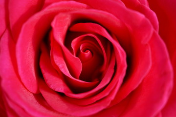Macro detail of a red rose flower as a symbol of love 