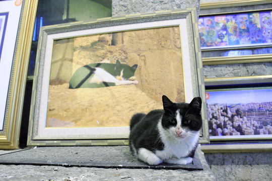 raffigurazione di gatto 