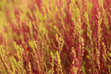 Close up of red Kochia or Bassia scoparia selective focus by mac