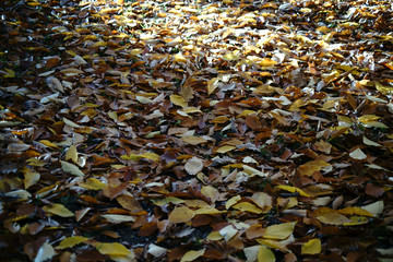 Blätterteppich im Herbst / Von schwachem Sonnenlicht beleuchtetes Unterholz einer Buche mit einem Blätterteppich gelber Blätter im Herbst.