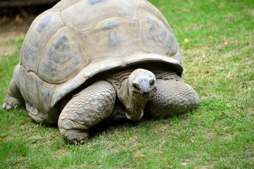 tartaruga gigante in movimento