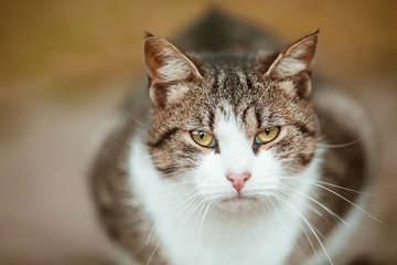 Striped cat sitting on the pavement with autumn leaves.
