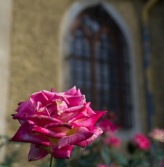 Beautiful pink-red rose