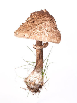 Parasolpilz freigestellt
