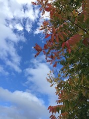 fall tree and cloudy sky