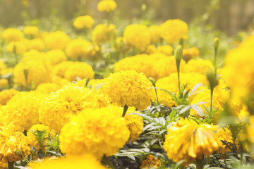 Marigolds (Tagetes erecta, Mexican marigold, Aztec marigold, African marigold)