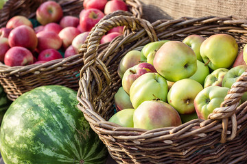 Ripe fresh green and red organic apples in basket on the market. Harvest time. Fresh fruits shopping at the local outdoor farmers market