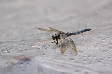 シオカラトンボ