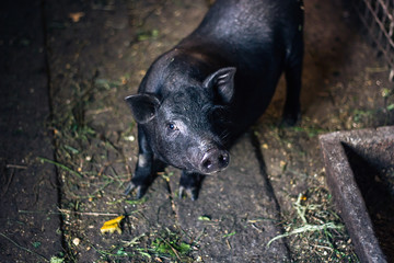 Very lazy, cute and beautiful thai style vietnamese pot belly piglet, animal living on the farm. Black-footed Iberian pig looking in camera with curiosity.