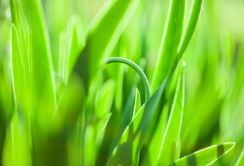 Green grass. Soft focus