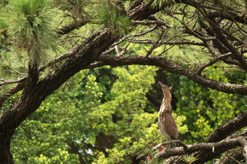 Heron stays on pine tree