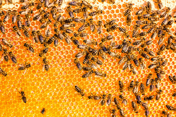 Close up view of the working bees on the honeycomb in apiary with sweet honey. Honey is beekeeping healthy produce. Bee honey collected in the yellow beautiful honeycomb.Selective focus, copy space