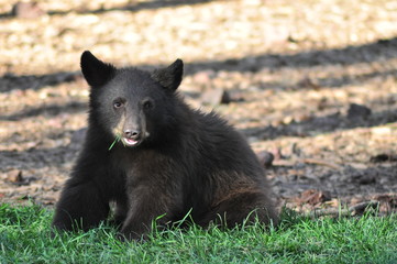 Fototapeta premium Bear cub