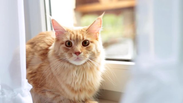 red cat sitting on the window and looking at me