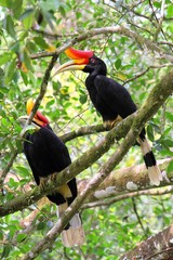 Pair of Rhinoceros Hornbills (Buceros rhinoceros) in Borneo, Malaysia