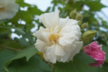 Obraz na płótnie Canvas selective focus of Cotton rose on tree, Confederate rose (Hibisc