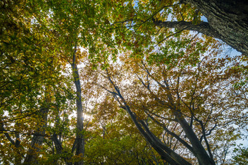 Fototapeta premium Big tree branch with golden leaves