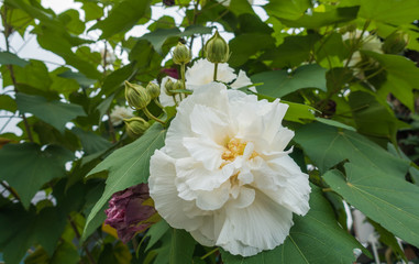 Cotton rose on tree, Confederate rose (Hibiscus mutabilis L)