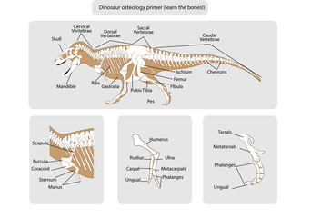 Dinosaur skeleton