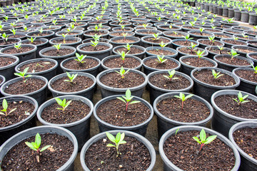 Seedlings, planting flower prepare healthy, before planting as n