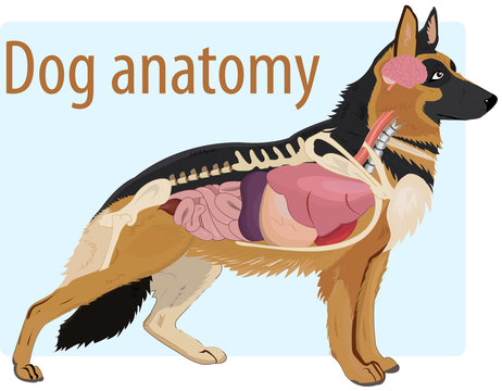 Dog anatomy