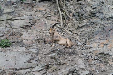 The West Caucasian tur on the rock