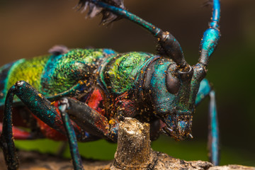 Longhorn beetle (Diastocera wallichi), Beetle