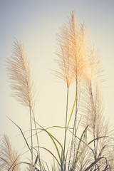 Fototapety  Vintage Reed