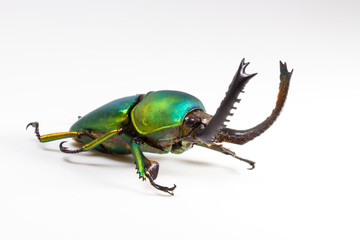 Stag Beetle (Lamprima adolphinae), Beelte