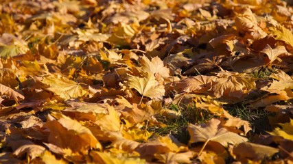 Autumn colors