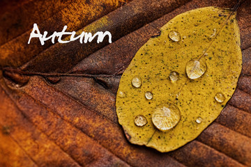 Autumn Leaves With Rain Droplets. Autumn Concept Wallpaper.