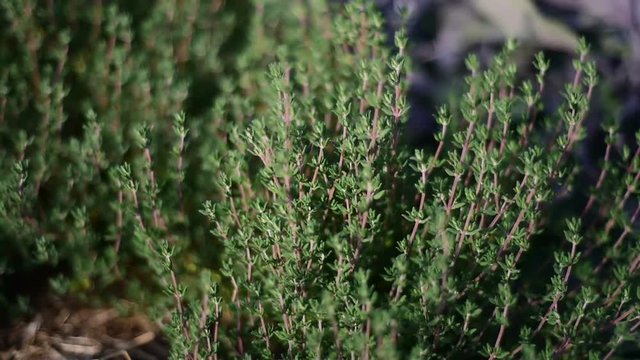 Medicinal herb  - Thymus vulgaris, thyme
