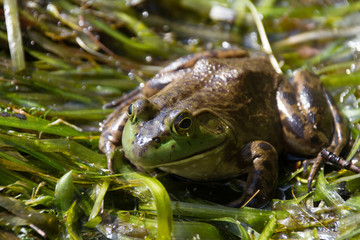 Bull Frog in Northern Ontario